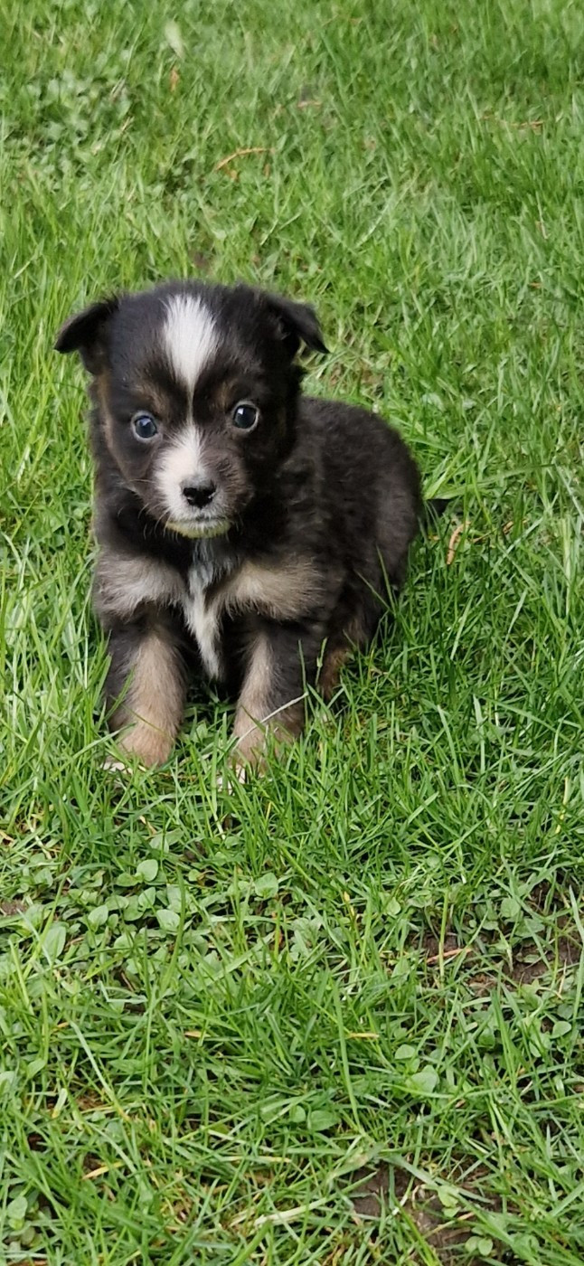 des terres de Maroussia - Chiots disponibles - Berger Américain Miniature 