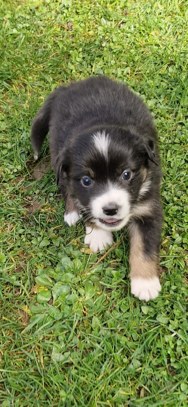 des terres de Maroussia - Chiots disponibles - Berger Américain Miniature 
