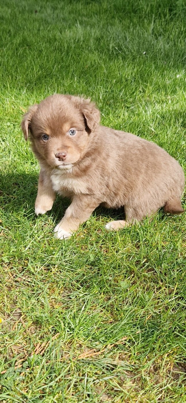 des terres de Maroussia - Chiots disponibles - Berger Américain Miniature 