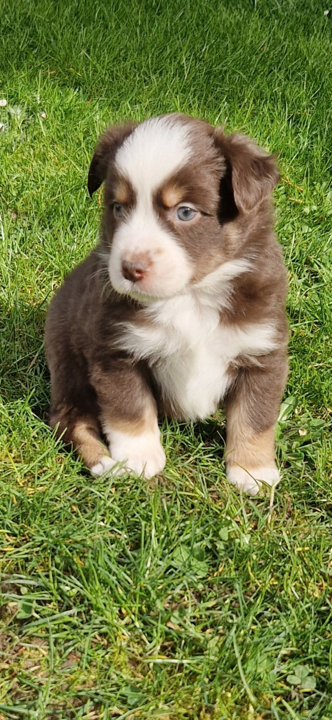 des terres de Maroussia - Chiots disponibles - Berger Américain Miniature 