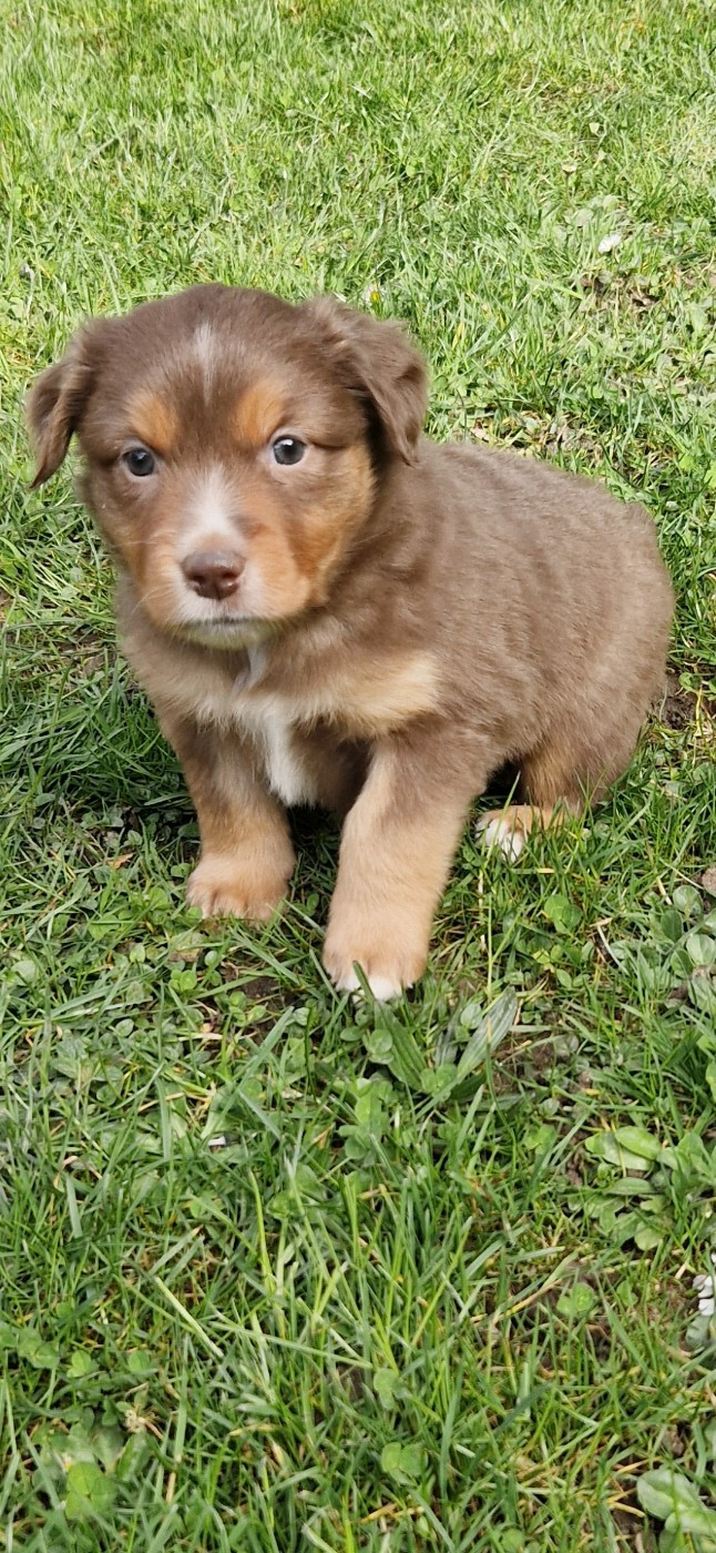 des terres de Maroussia - Chiots disponibles - Berger Américain Miniature 