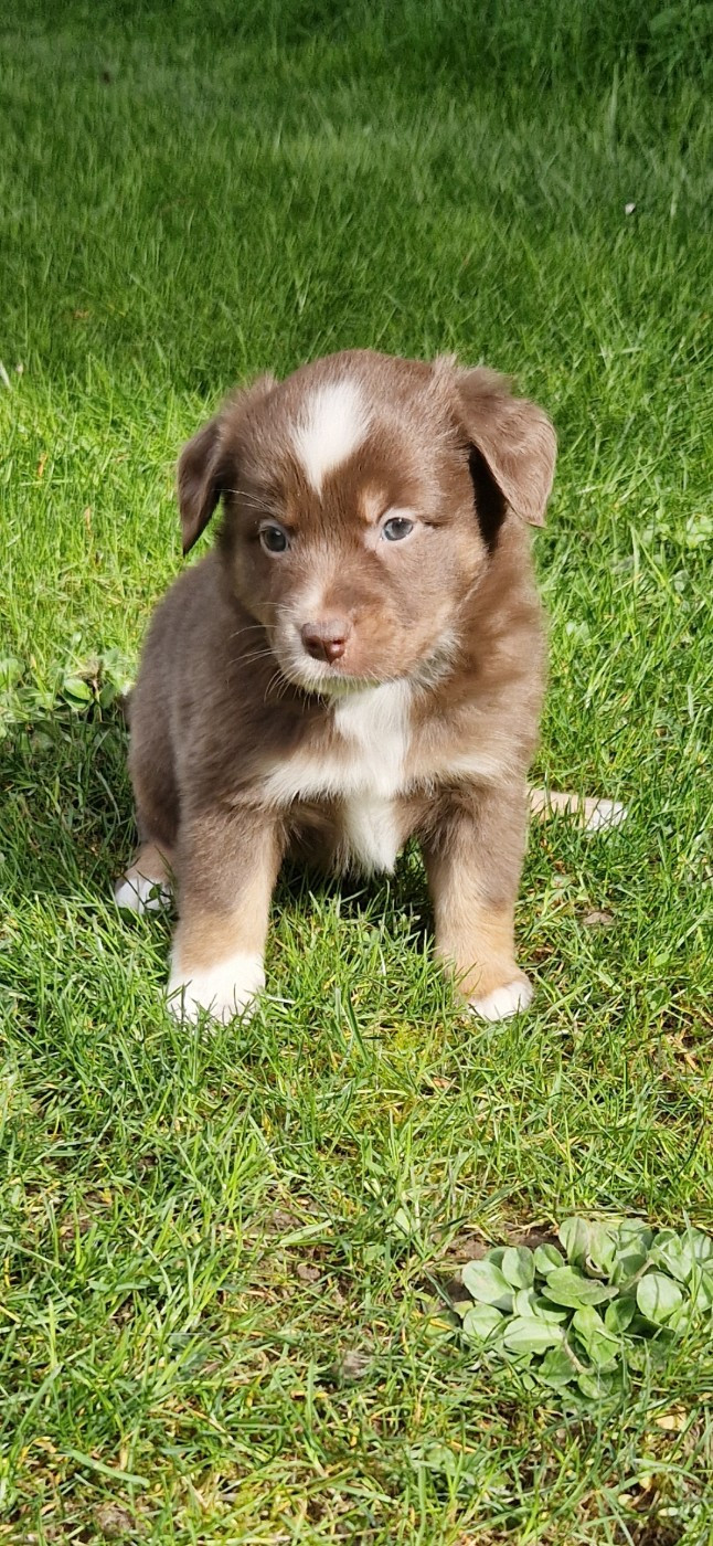 des terres de Maroussia - Chiots disponibles - Berger Américain Miniature 