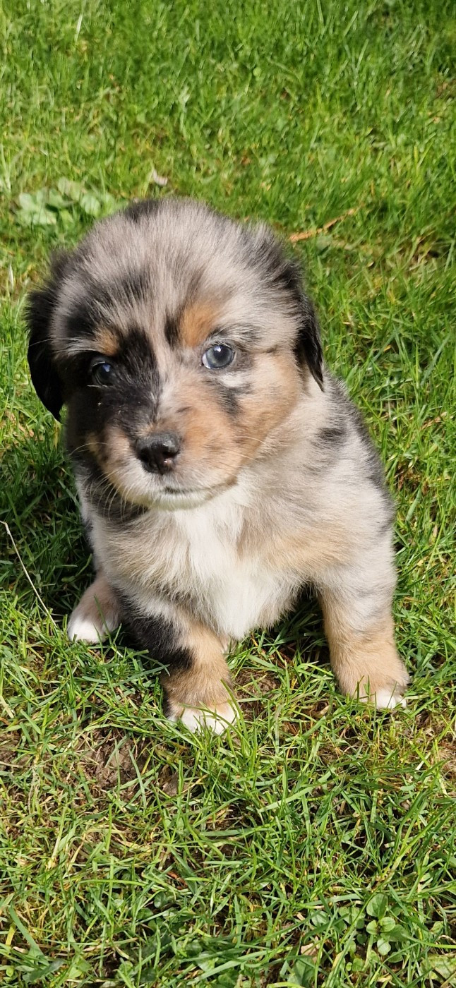 des terres de Maroussia - Chiots disponibles - Berger Américain Miniature 