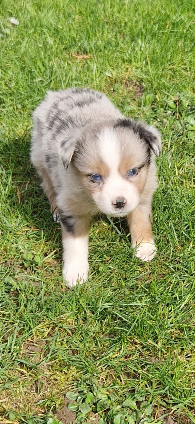 des terres de Maroussia - Chiots disponibles - Berger Américain Miniature 