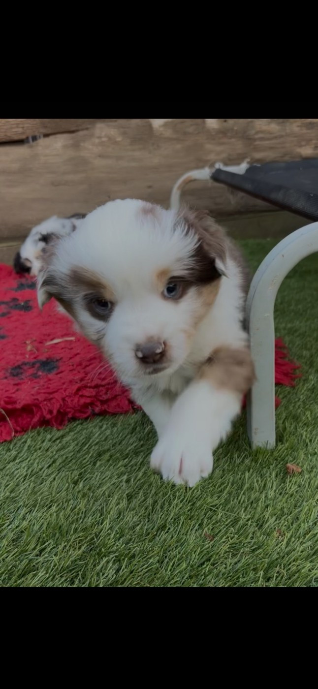 des terres de Maroussia - Chiots disponibles - Berger Américain Miniature 