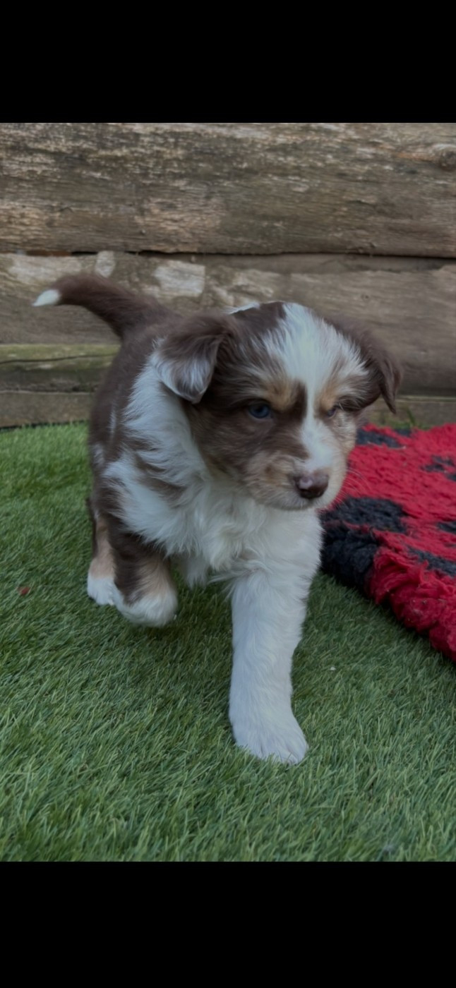 des terres de Maroussia - Chiots disponibles - Berger Américain Miniature 