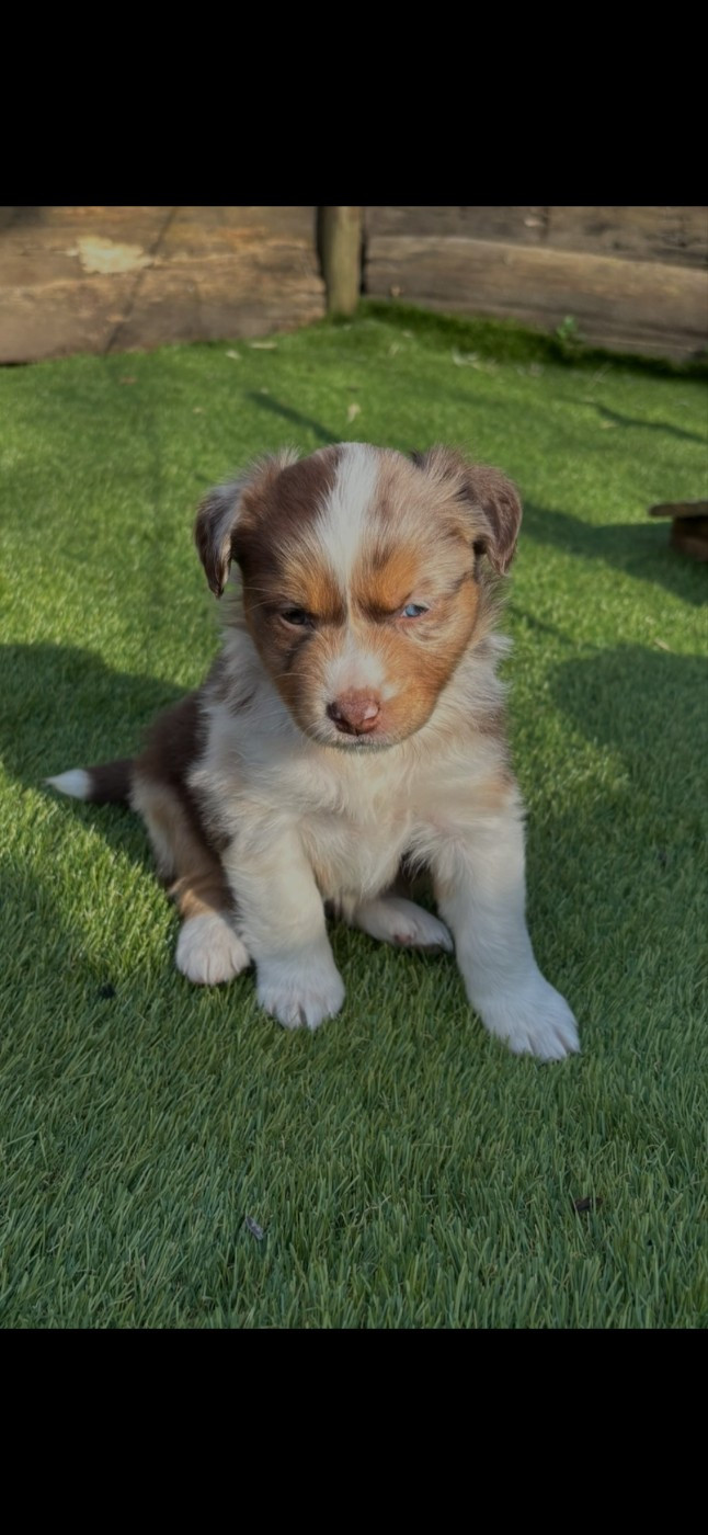 des terres de Maroussia - Chiots disponibles - Berger Américain Miniature 