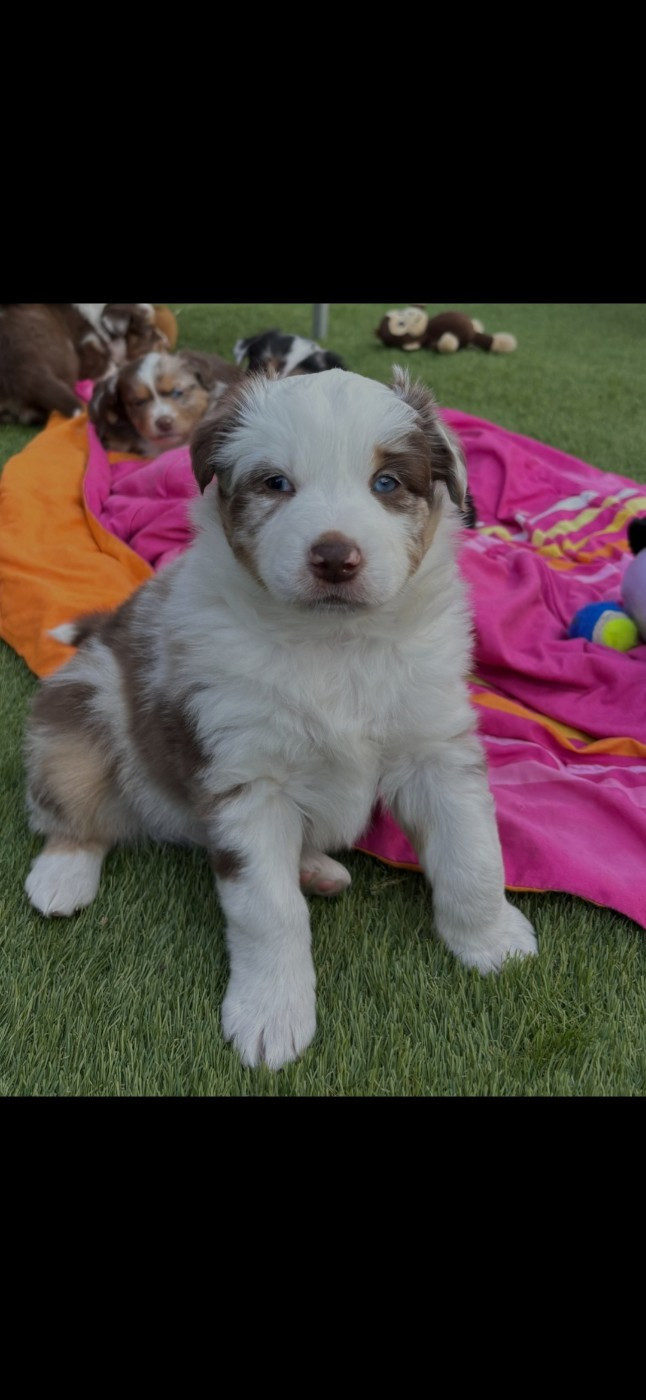 des terres de Maroussia - Chiots disponibles - Berger Américain Miniature 