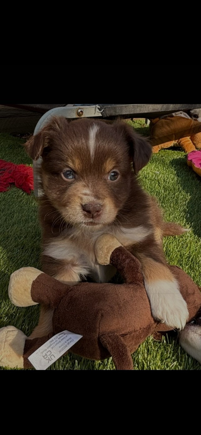 des terres de Maroussia - Chiots disponibles - Berger Américain Miniature 