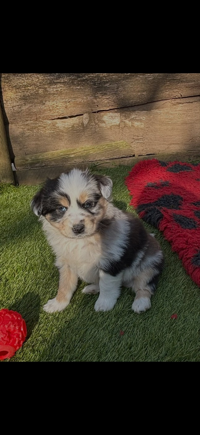 des terres de Maroussia - Chiots disponibles - Berger Américain Miniature 