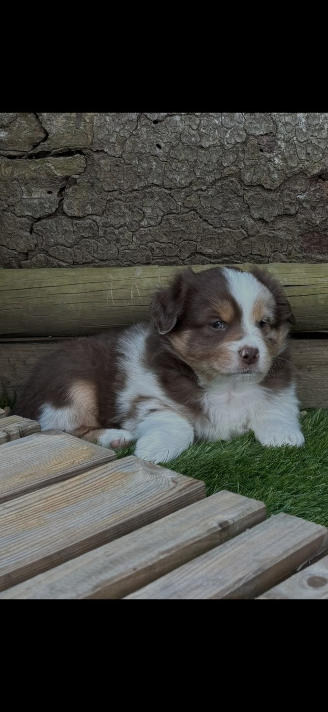 des terres de Maroussia - Chiots disponibles - Berger Américain Miniature 