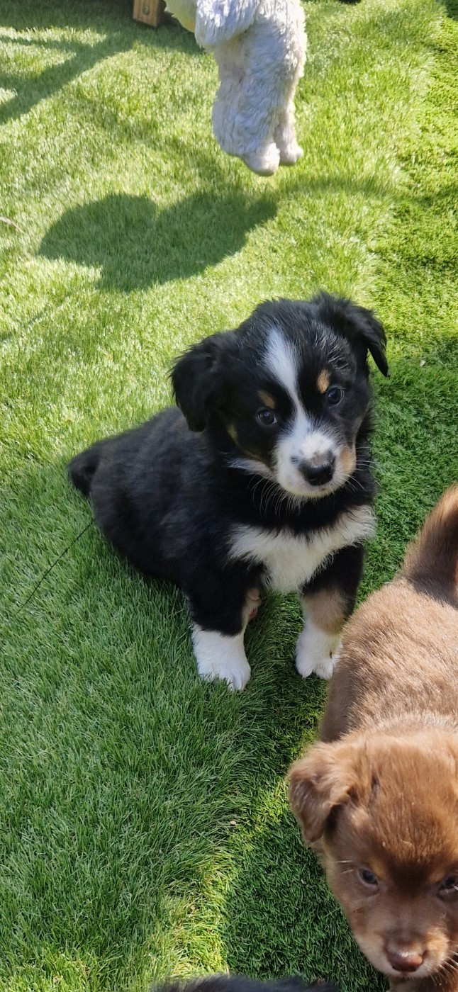 des terres de Maroussia - Chiots disponibles - Berger Américain Miniature 