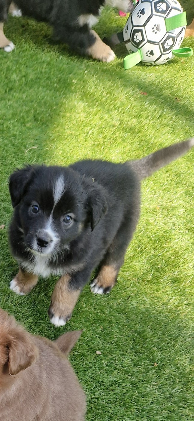 des terres de Maroussia - Chiots disponibles - Berger Américain Miniature 