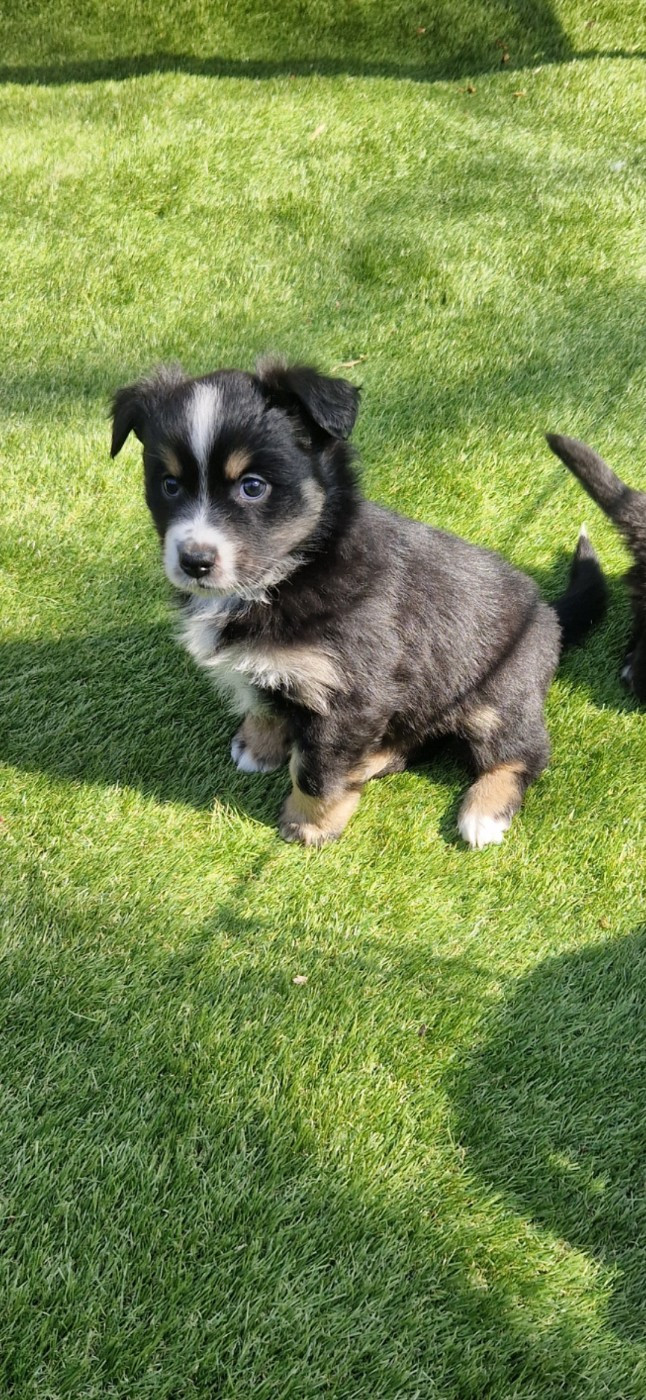 des terres de Maroussia - Chiots disponibles - Berger Américain Miniature 