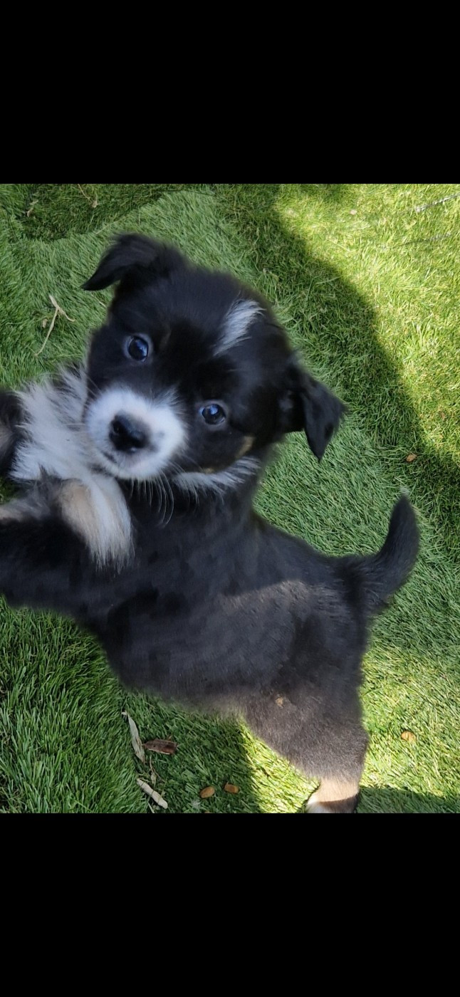 des terres de Maroussia - Chiots disponibles - Berger Américain Miniature 