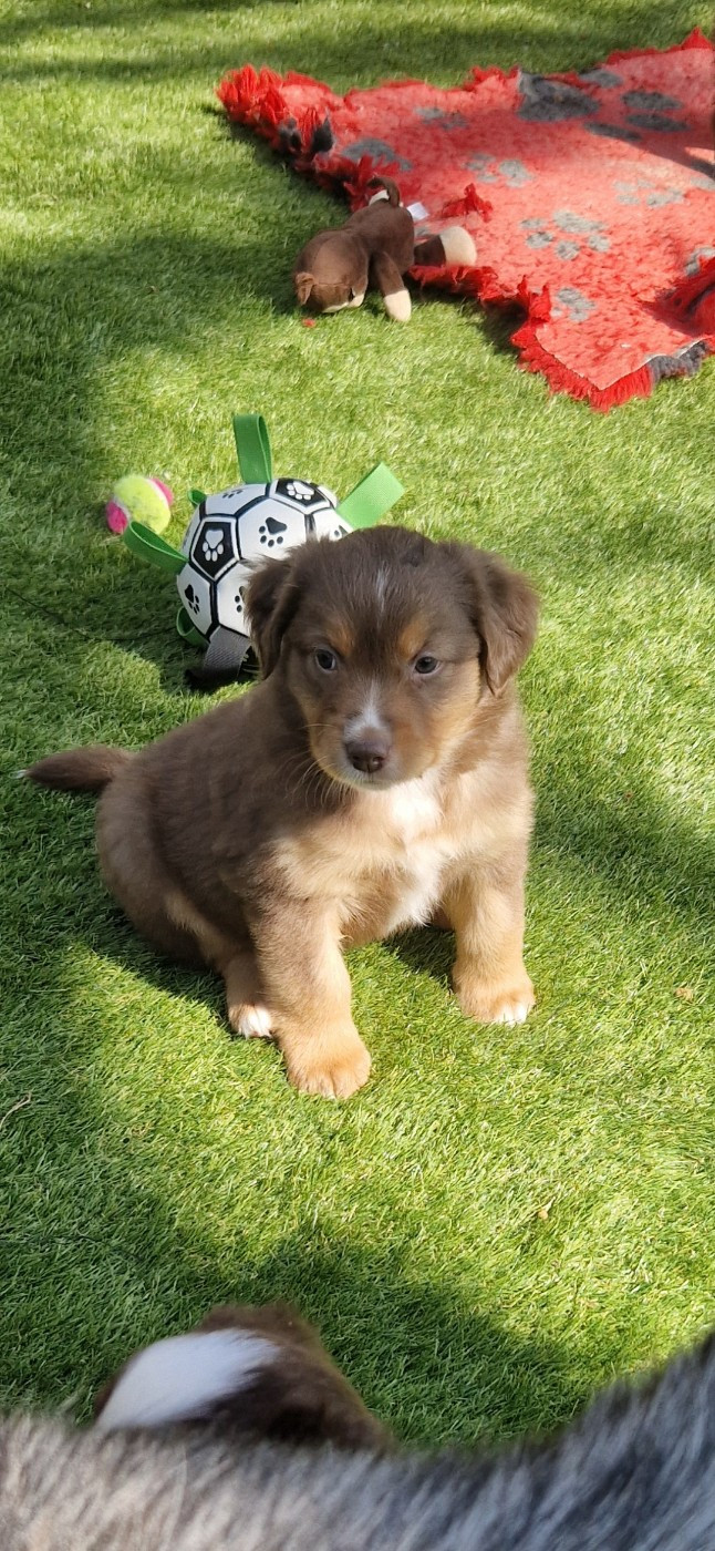 des terres de Maroussia - Chiots disponibles - Berger Américain Miniature 