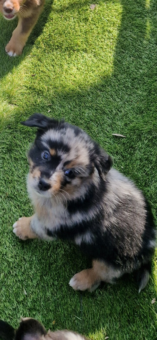 des terres de Maroussia - Chiots disponibles - Berger Américain Miniature 