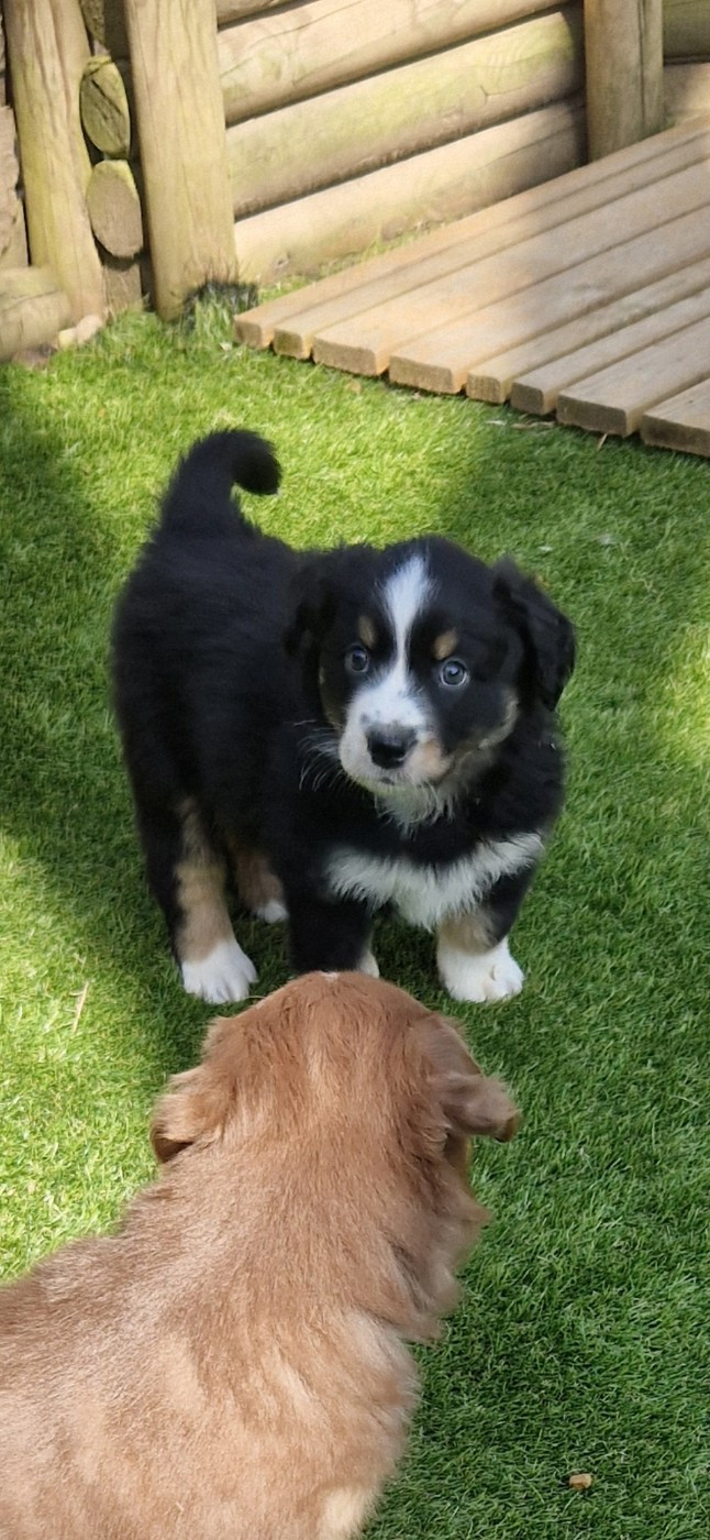 des terres de Maroussia - Chiots disponibles - Berger Américain Miniature 