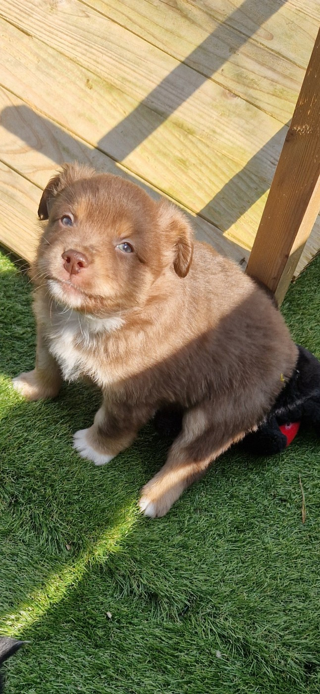 des terres de Maroussia - Chiots disponibles - Berger Américain Miniature 