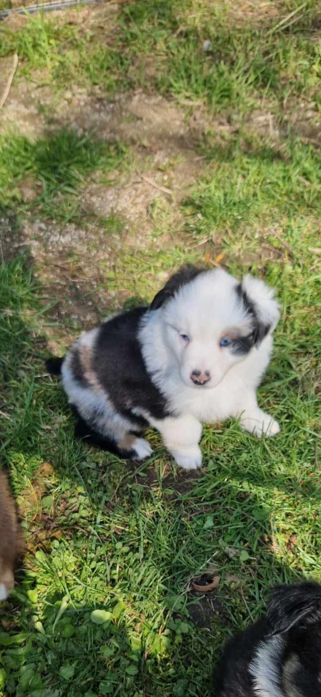 des terres de Maroussia - Chiots disponibles - Berger Américain Miniature 