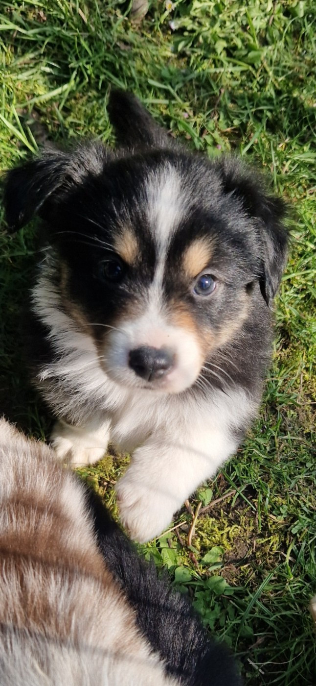 des terres de Maroussia - Chiots disponibles - Berger Américain Miniature 