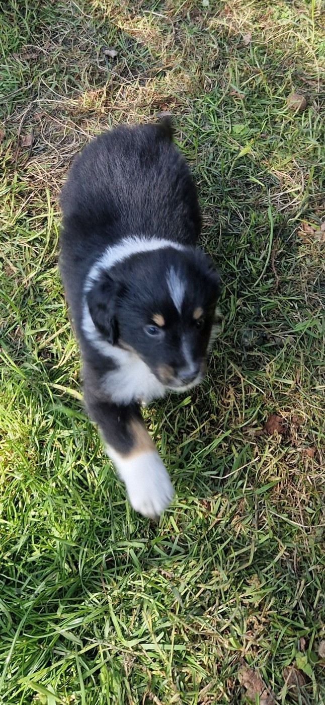 des terres de Maroussia - Chiots disponibles - Berger Américain Miniature 