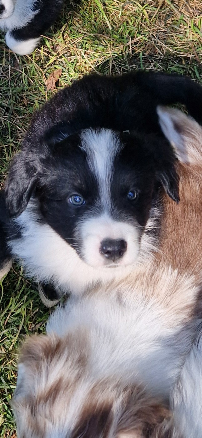 des terres de Maroussia - Chiots disponibles - Berger Américain Miniature 