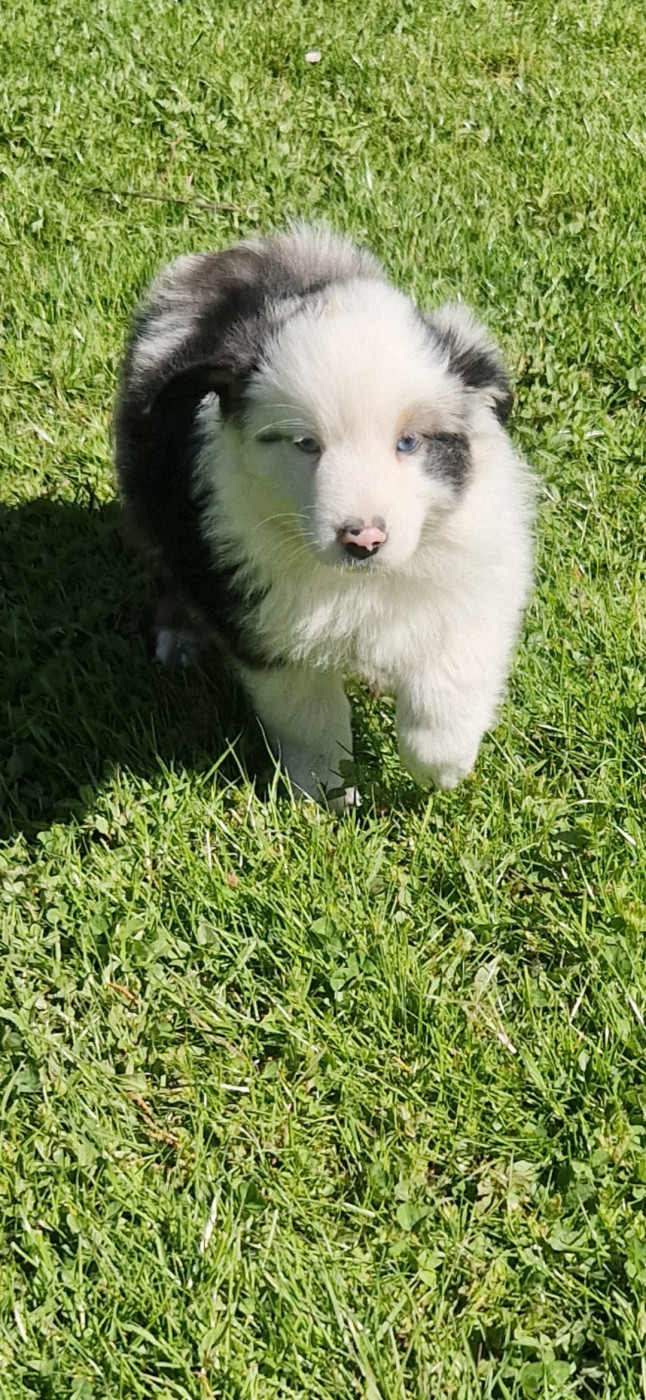 des terres de Maroussia - Chiots disponibles - Berger Américain Miniature 