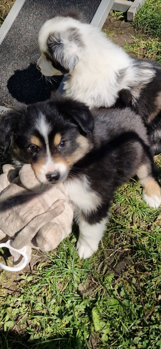 des terres de Maroussia - Chiots disponibles - Berger Américain Miniature 