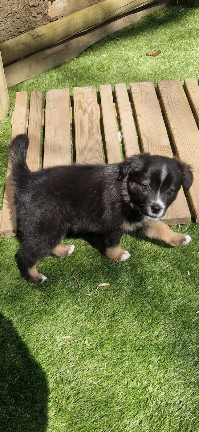 des terres de Maroussia - Chiots disponibles - Berger Américain Miniature 