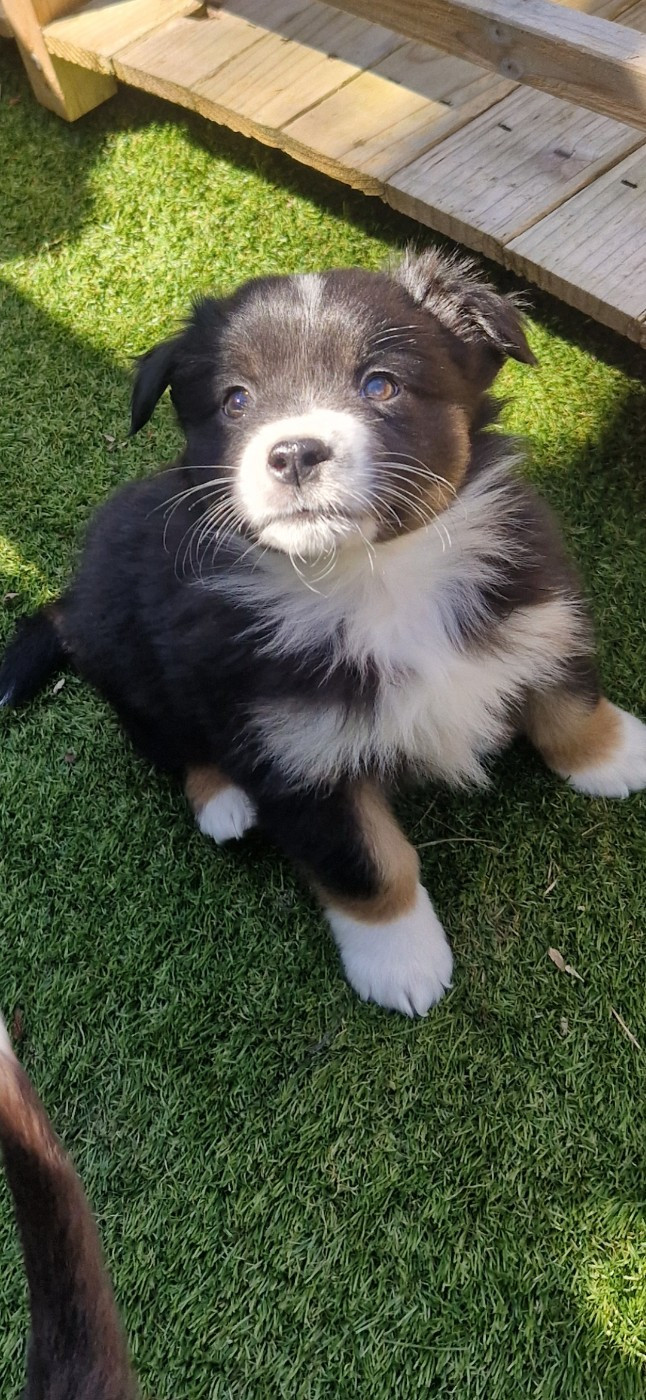 des terres de Maroussia - Chiots disponibles - Berger Américain Miniature 