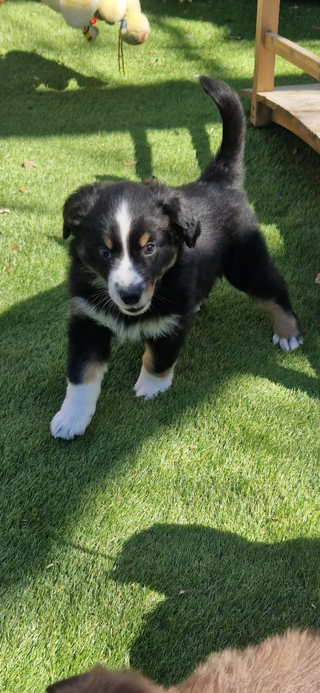 des terres de Maroussia - Chiots disponibles - Berger Américain Miniature 