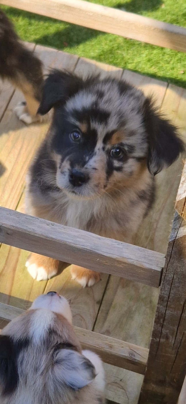 des terres de Maroussia - Chiots disponibles - Berger Américain Miniature 