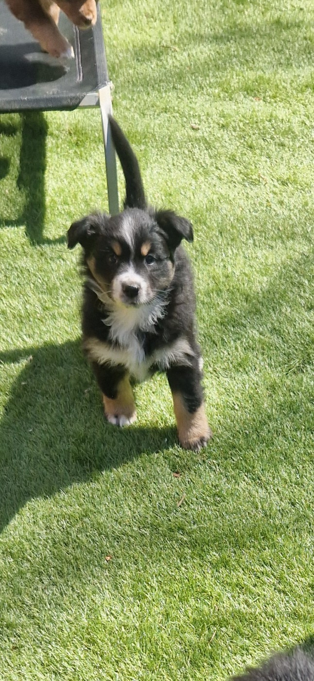 des terres de Maroussia - Chiots disponibles - Berger Américain Miniature 