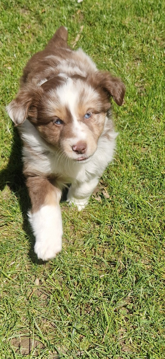 des terres de Maroussia - Chiots disponibles - Berger Américain Miniature 