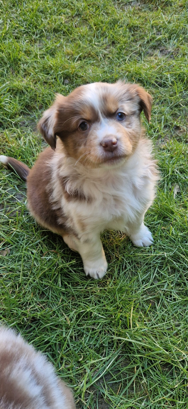 des terres de Maroussia - Chiots disponibles - Berger Américain Miniature 