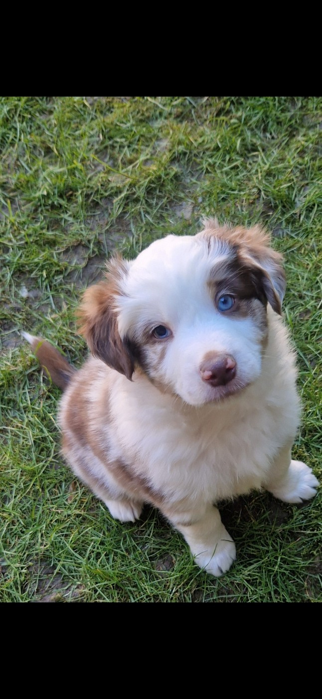 des terres de Maroussia - Chiots disponibles - Berger Américain Miniature 