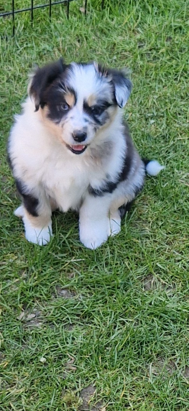 des terres de Maroussia - Chiots disponibles - Berger Américain Miniature 