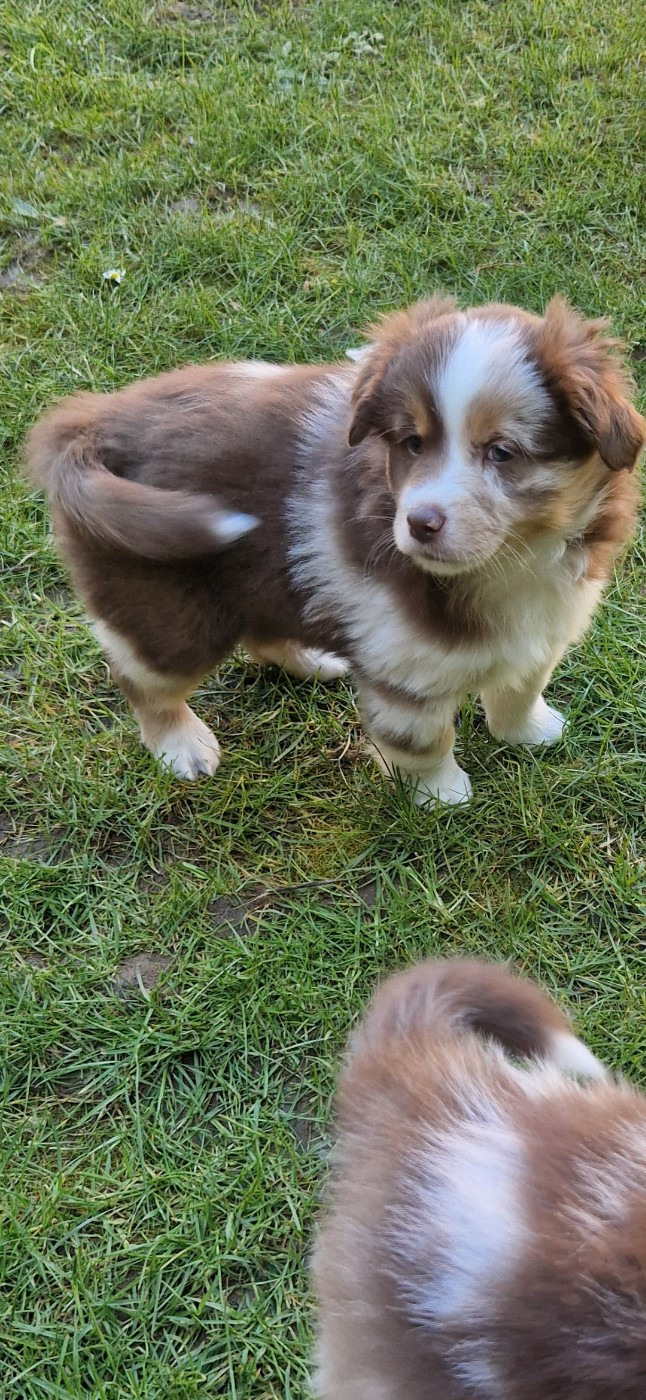 des terres de Maroussia - Chiots disponibles - Berger Américain Miniature 