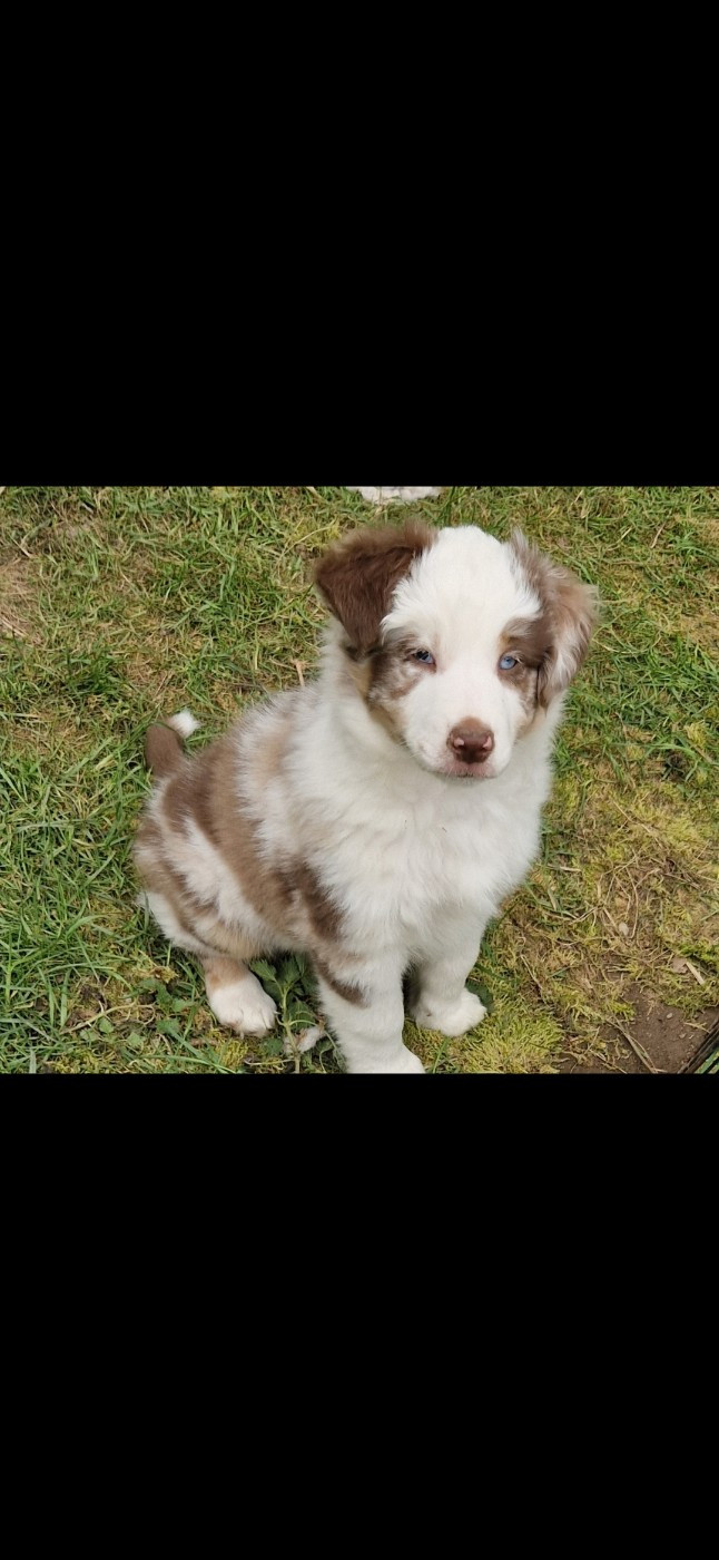 des terres de Maroussia - Chiots disponibles - Berger Américain Miniature 