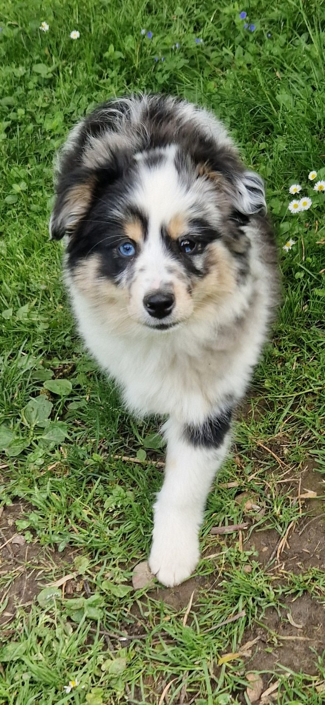 des terres de Maroussia - Chiots disponibles - Berger Américain Miniature 