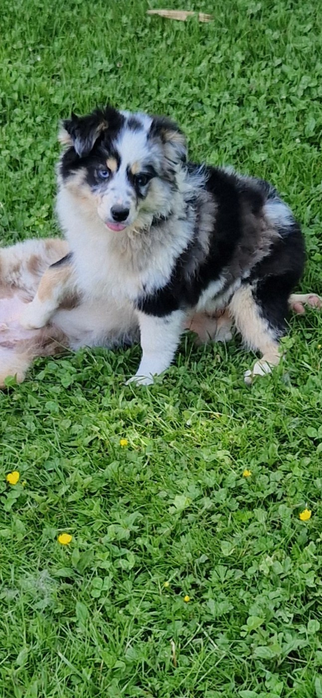 des terres de Maroussia - Chiots disponibles - Berger Américain Miniature 