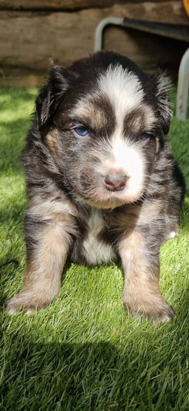 des terres de Maroussia - Chiots disponibles - Berger Américain Miniature 