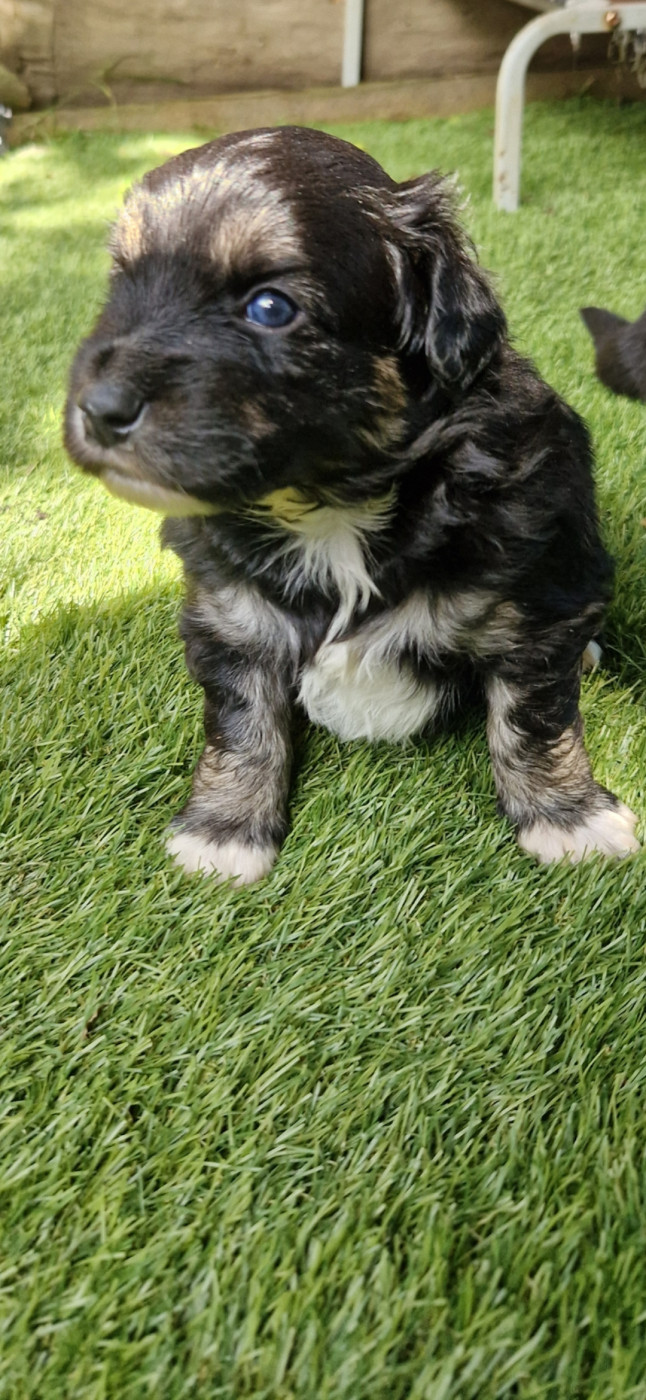 des terres de Maroussia - Chiots disponibles - Berger Américain Miniature 
