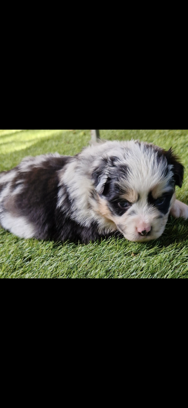 des terres de Maroussia - Chiots disponibles - Berger Américain Miniature 