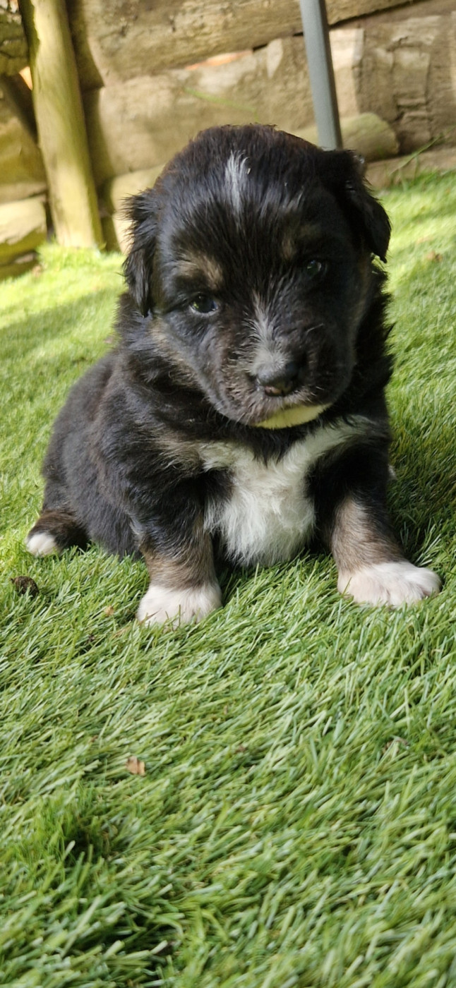 des terres de Maroussia - Chiots disponibles - Berger Américain Miniature 