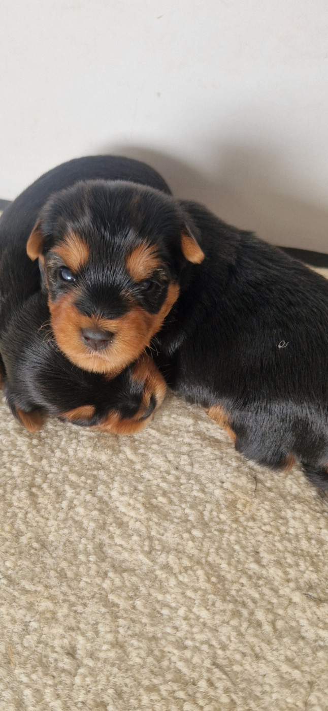 des terres de Maroussia - Chiots disponibles - Yorkshire Terrier