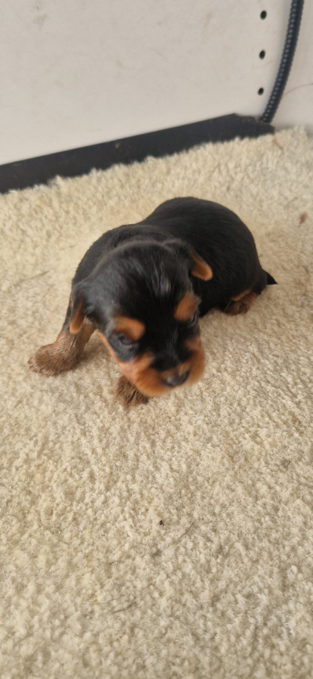 des terres de Maroussia - Chiots disponibles - Yorkshire Terrier
