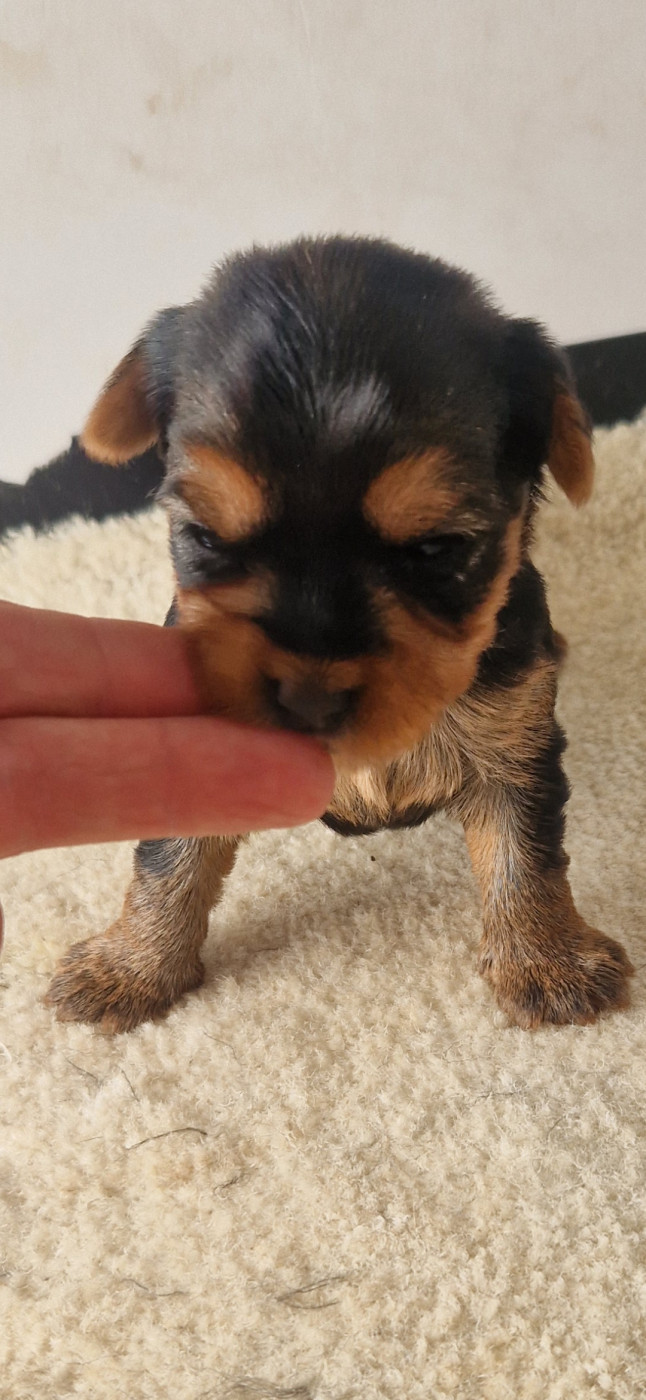 des terres de Maroussia - Chiots disponibles - Yorkshire Terrier