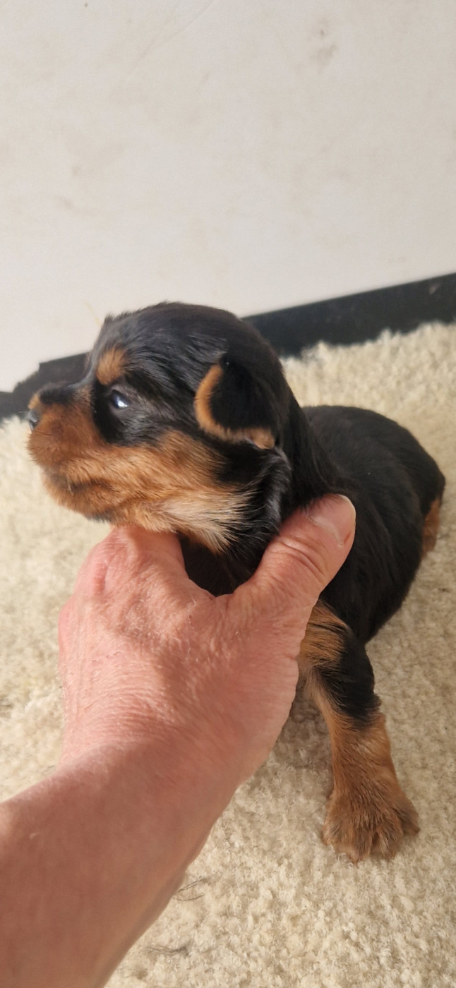 des terres de Maroussia - Chiots disponibles - Yorkshire Terrier